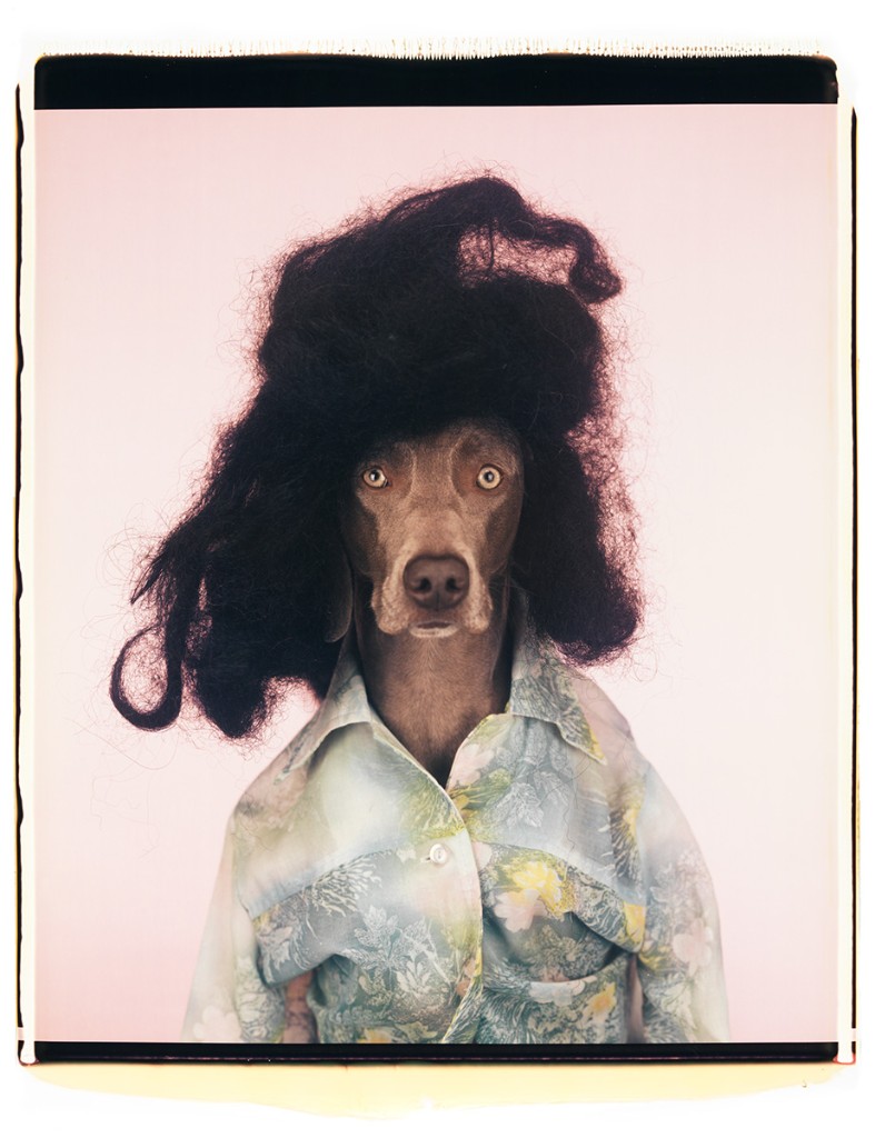 William Wegman, Ionian, 2005